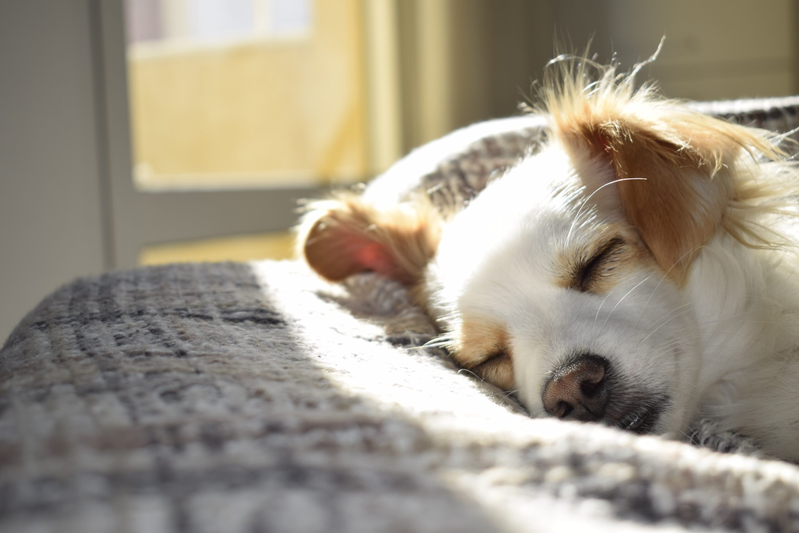 Considering renting to tenants with a pet? What do you need to know?